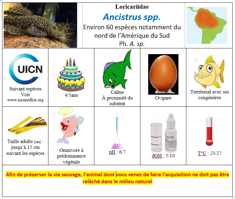 Ancistrus spp