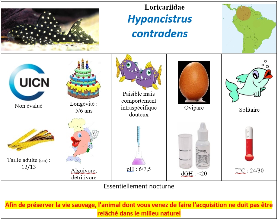 H.contradens2