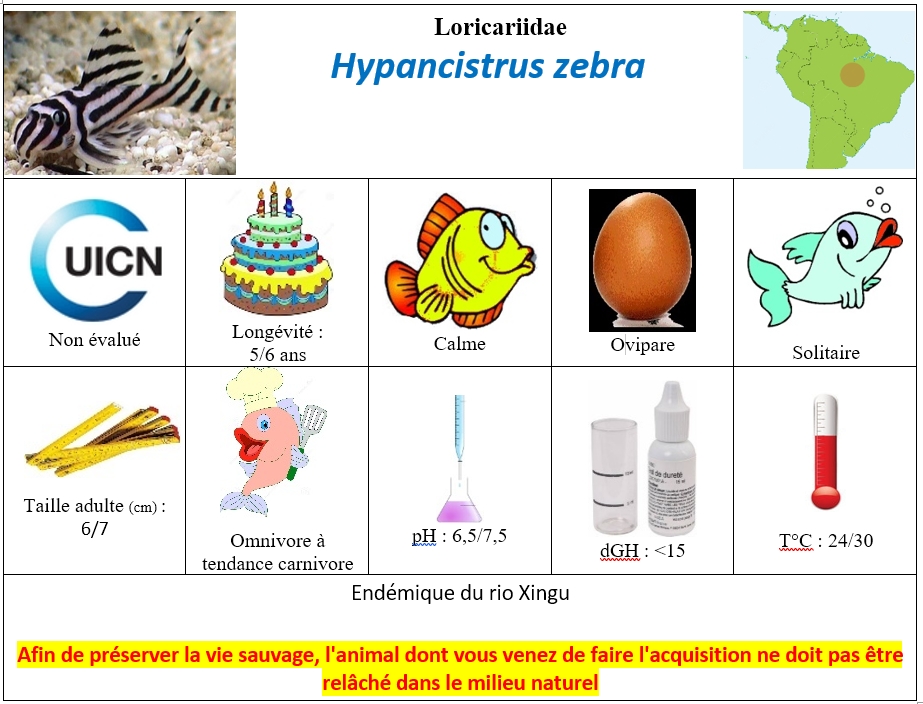 H.zebra2