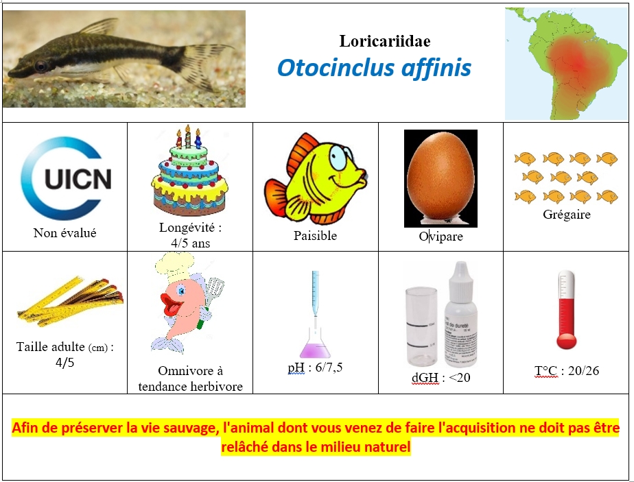 O.affinis2