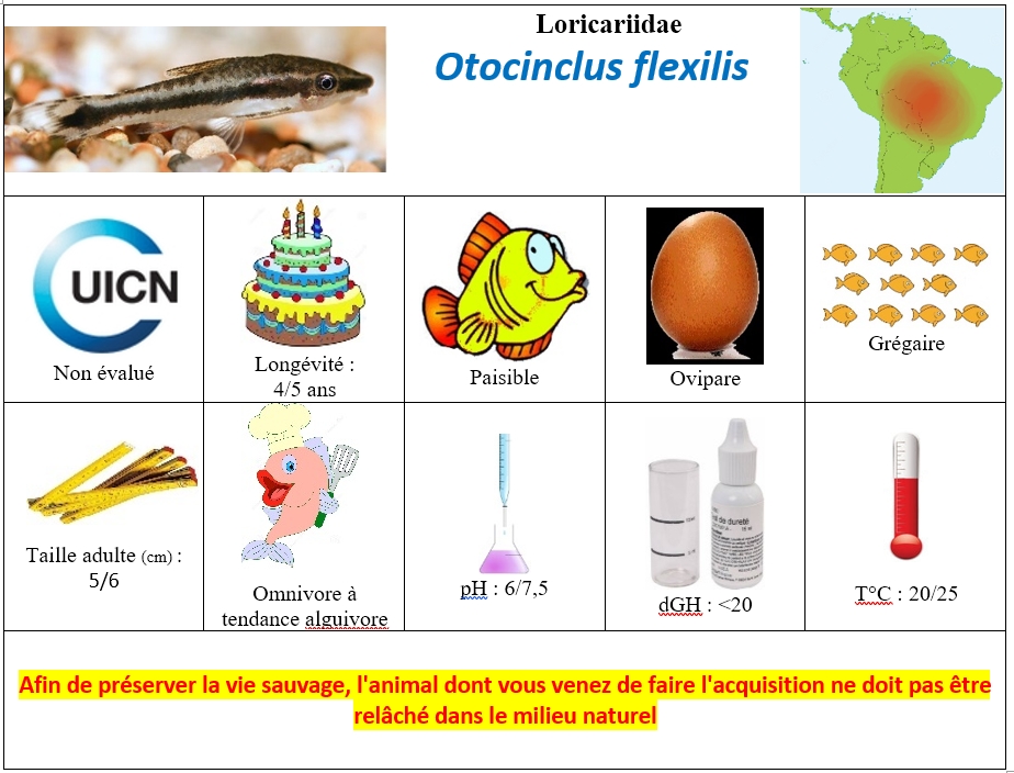 O.flexilis2