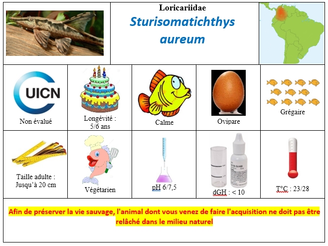 Sturisomatichthys aureum