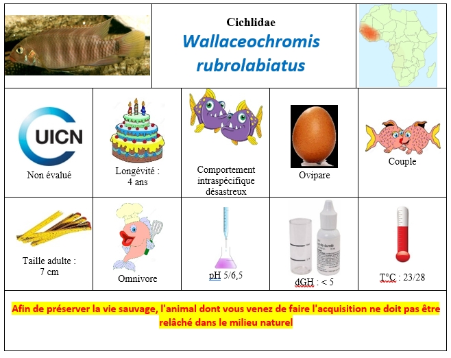 Wallaceochromis rubrolabiatus