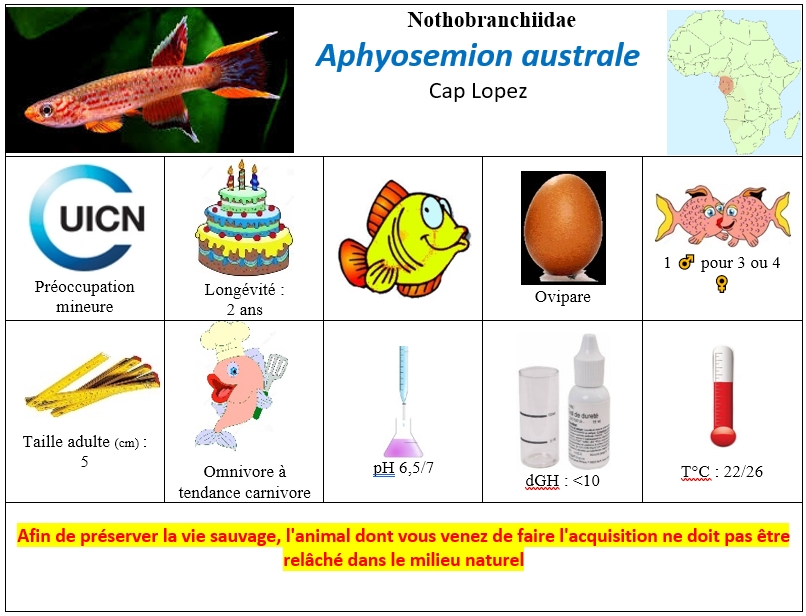 A.australe