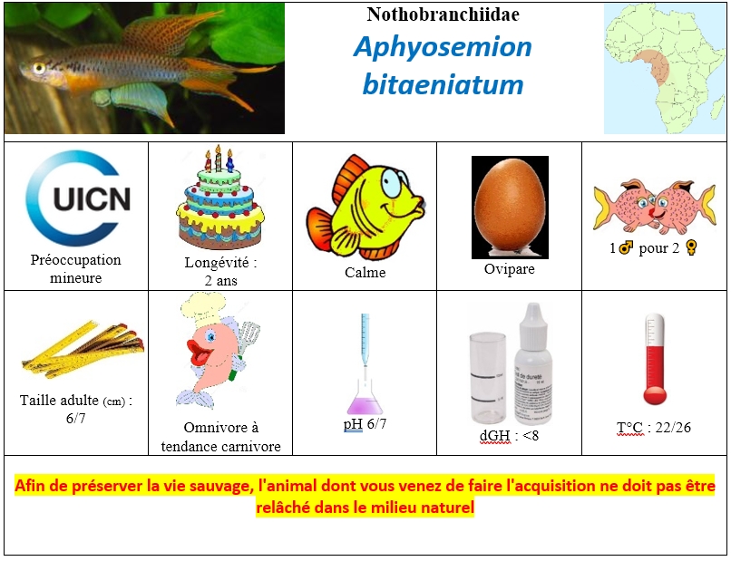 A.bitaeniatum