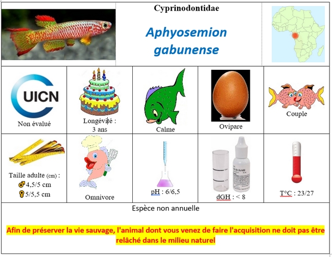 Aphyosemion gabunense