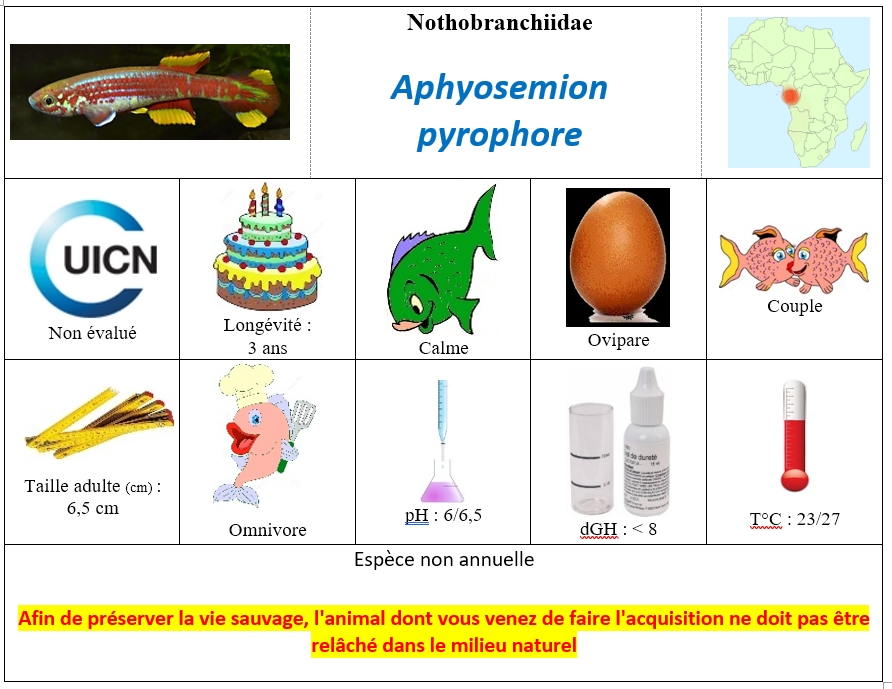Aphyosemion pyrophore