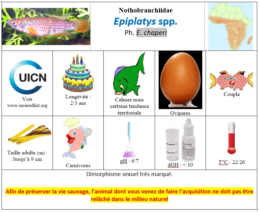 Epiplatys spp