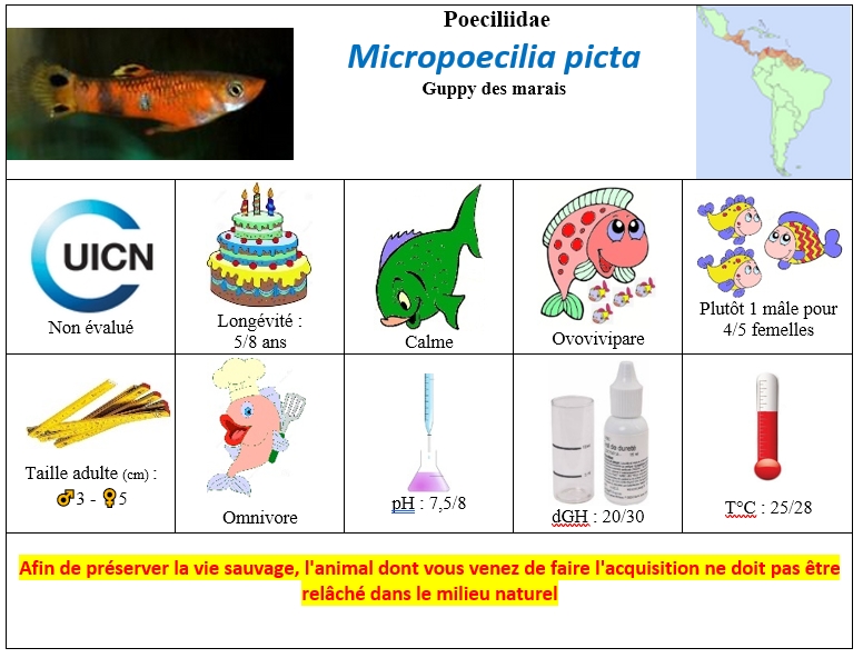 Micropoecilia picta