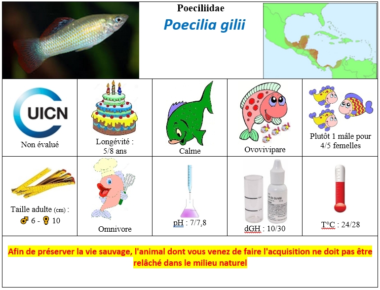 P.gilii