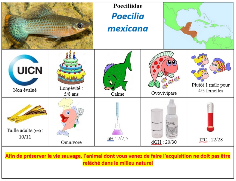 P.mexicana