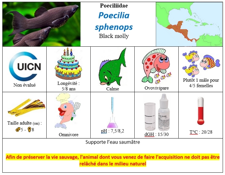 P.sphenops2