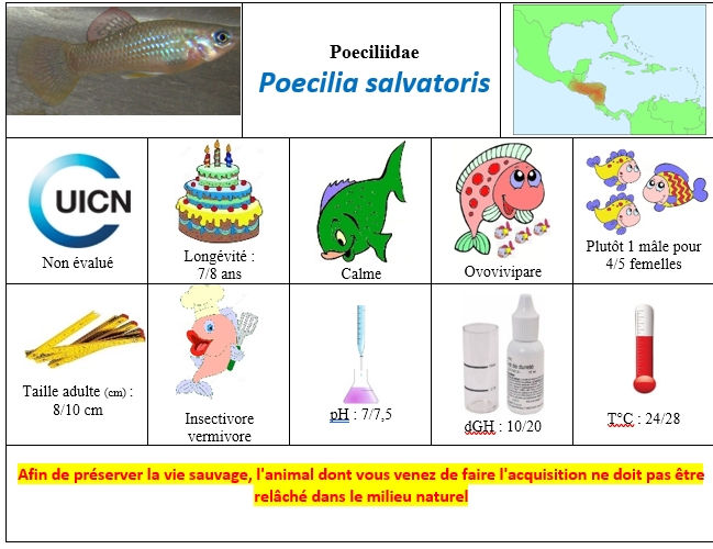Poecilia salvatoris