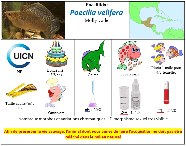 Poecilia velifera
