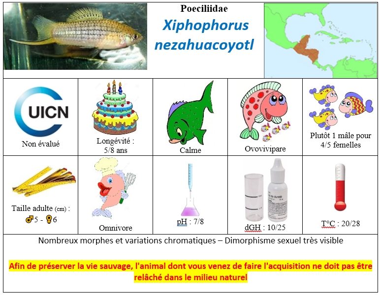 X.nezahuacoyotl