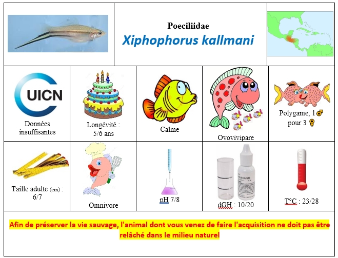 Xiphophoris kallmani