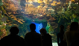 Vignette aquarium public