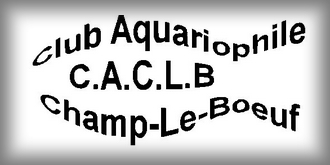 Champ le Boeuf