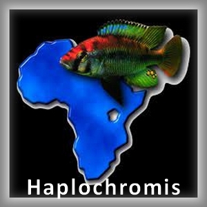 Haplochromis