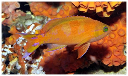 De Jong : Pseudanthias calloura