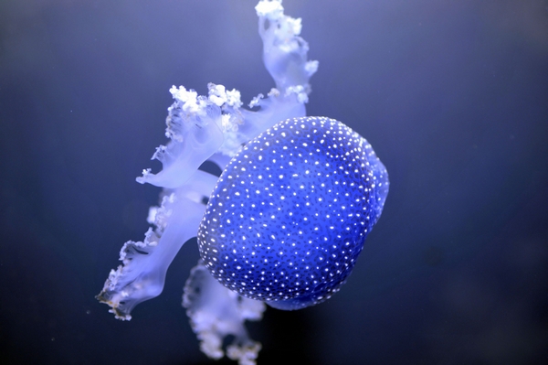 Shuran : Phyllorhiza punctata