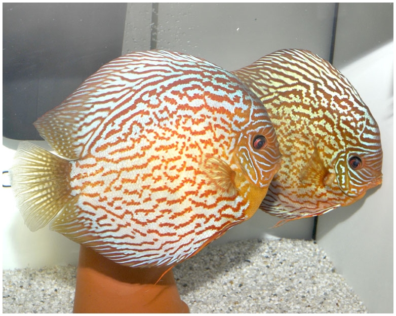 Stendker : Discus Red Stribbbled