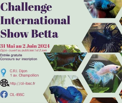 Challenge CIL