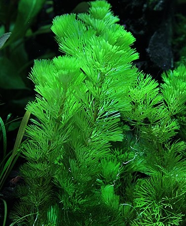 Cabomba caroliniana
