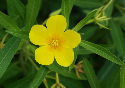 Ludwigia grandifolia
