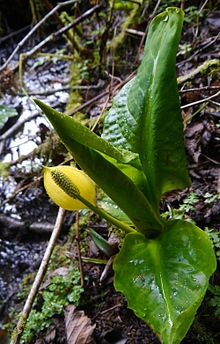 Lysichiton americanus