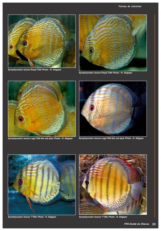 Discus3