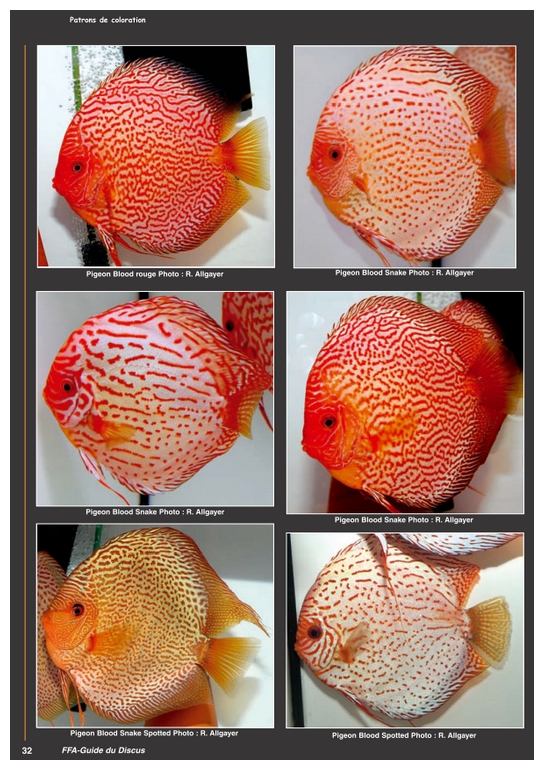 Discus4