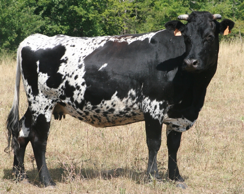 Bordelaise 2