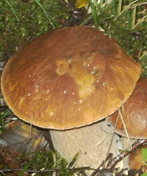 Cepe de Bordeaux