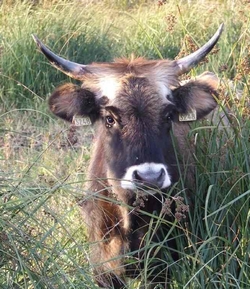 Aurochs