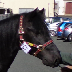 Cheval