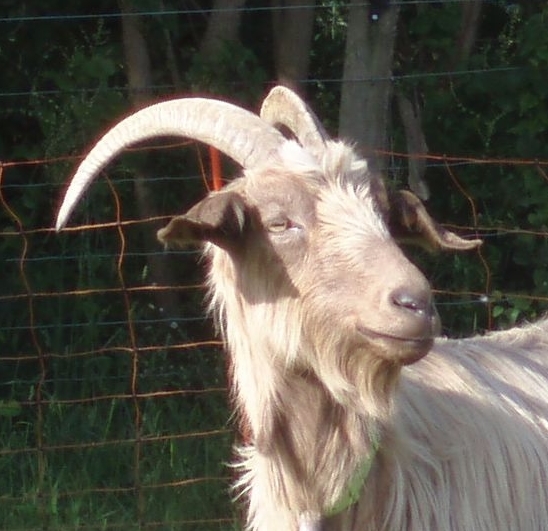 Chèvre des Pyrénnées
