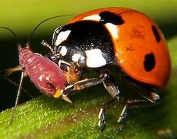 Coccinelle