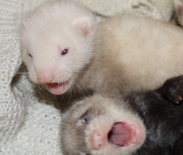 Furet
