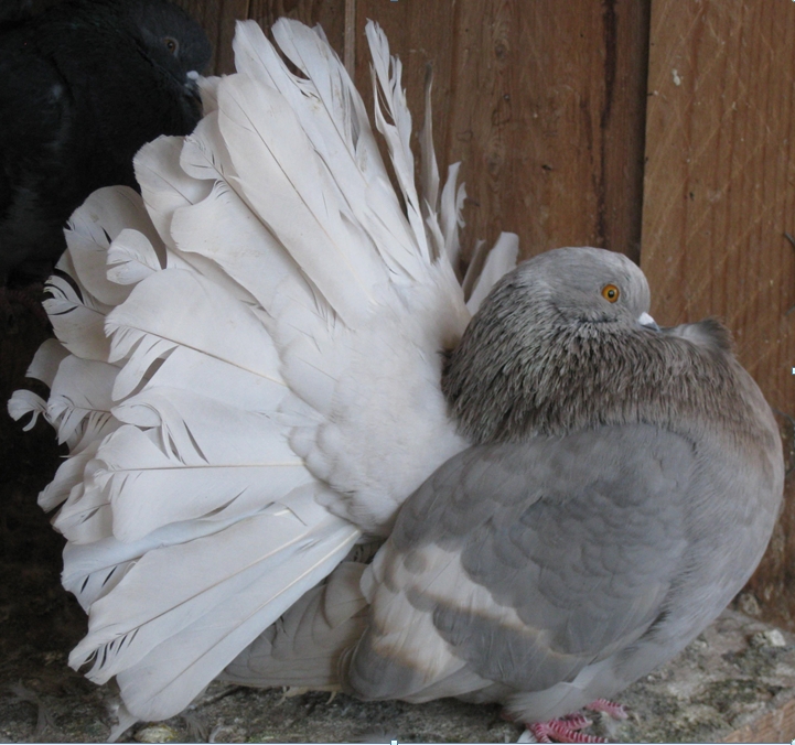 pigeon