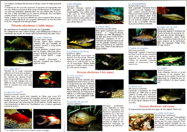 Verso flyer
