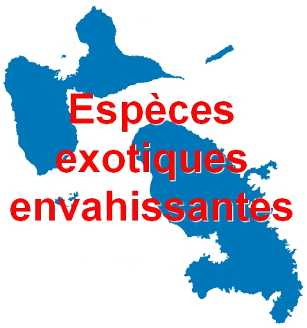 EEE caraibes