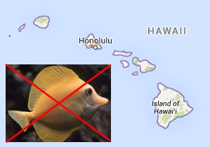 Hawai flavescens