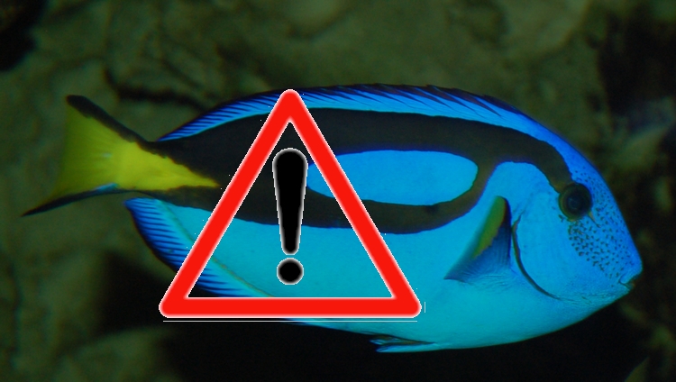 P hepatus danger
