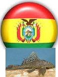 drapeau bolivien