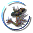 reciffrance