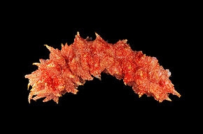 thelenota_rubrolineata.jpg